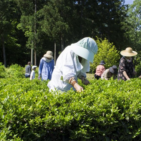 味真野一年一度的採茶祭 味真野一年一度的採茶祭
