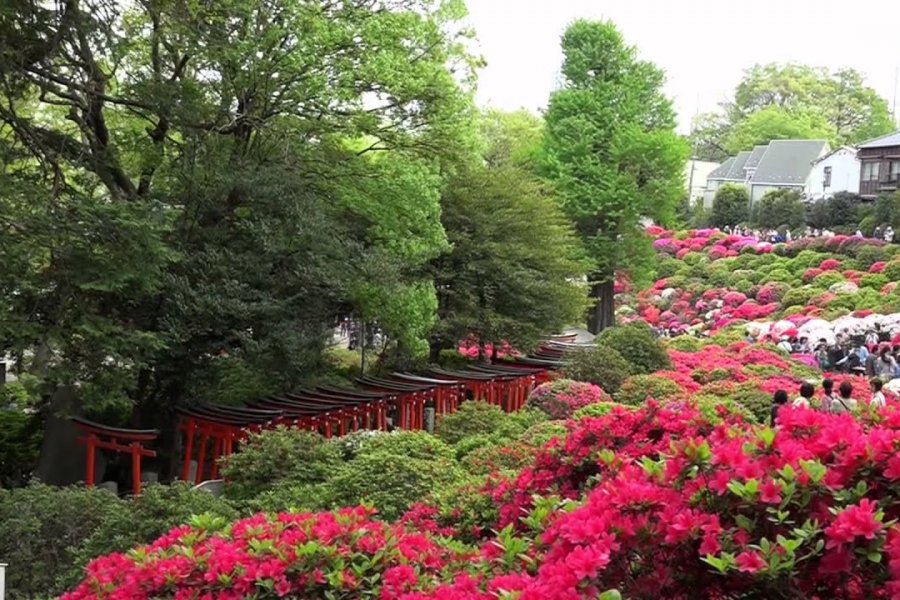 根津神社 - 山丘上的杜鵑花