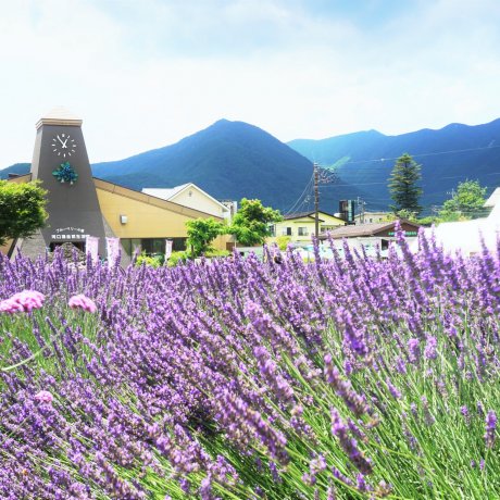 富士河口湖薰衣草祭 富士河口湖薰衣草祭