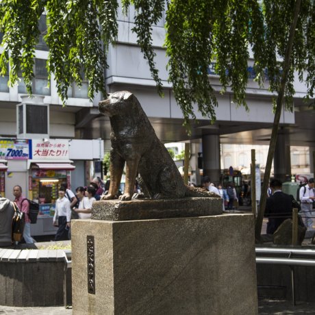 Hachiko Statue in Shibuya Hachiko Statue in Shibuya