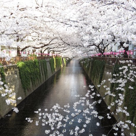 Tokyo's Meguro City Ward Tokyo's Meguro City Ward