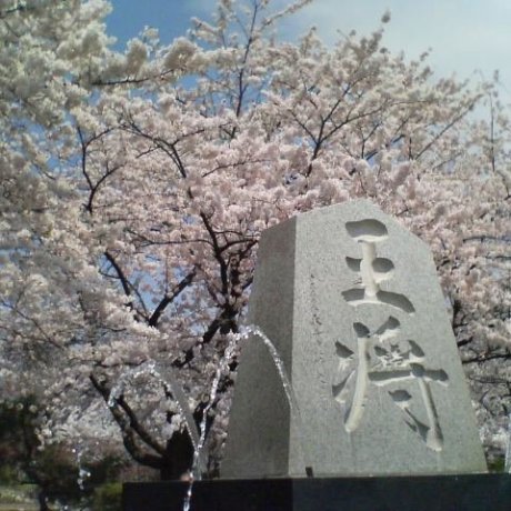 Tendo Sakura Matsuri Tendo Sakura Matsuri