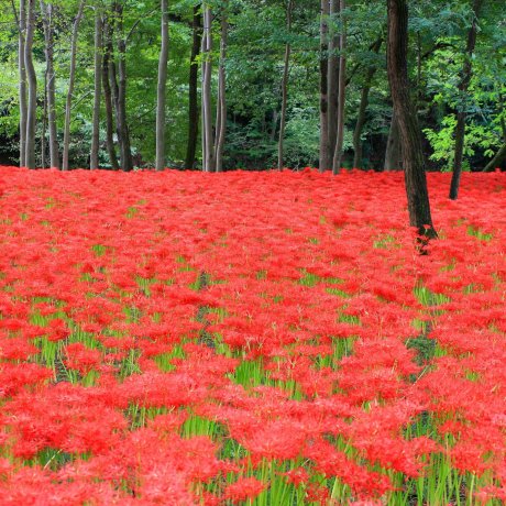 Japan's Rainbow of Floral Color Japan's Rainbow of Floral Color