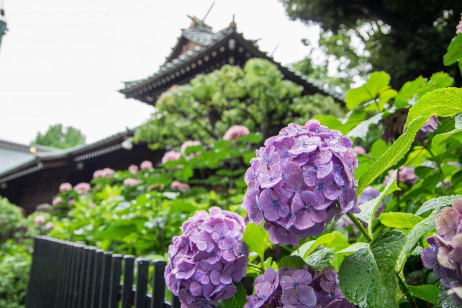 東京觀賞紫陽花的絕佳地點