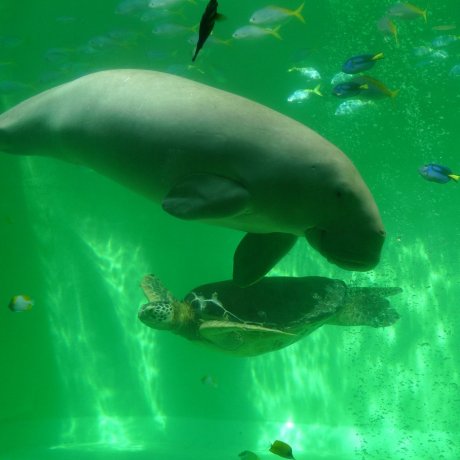 Toba Aquarium